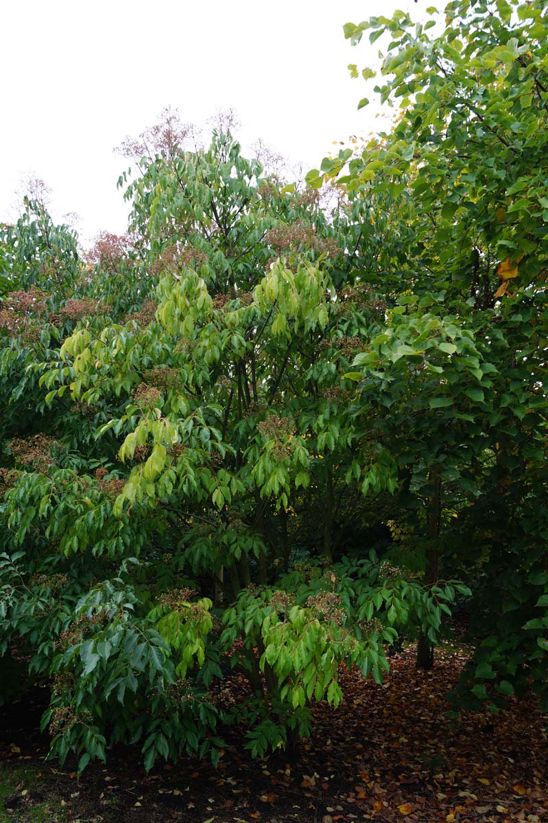 Tetradium daniellii meerstammig / struik meerstammig