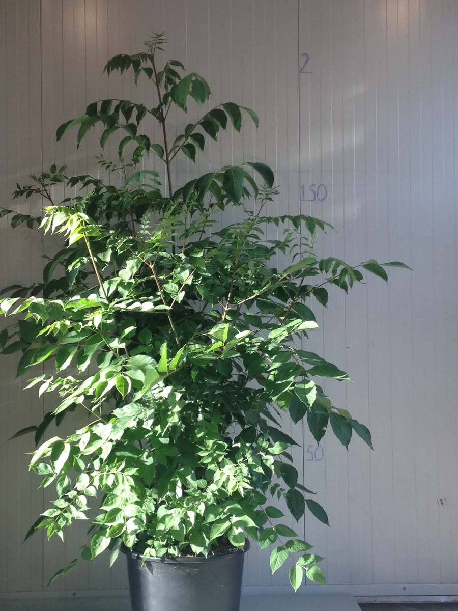 Tetradium daniellii meerstammig / struik meerstammig