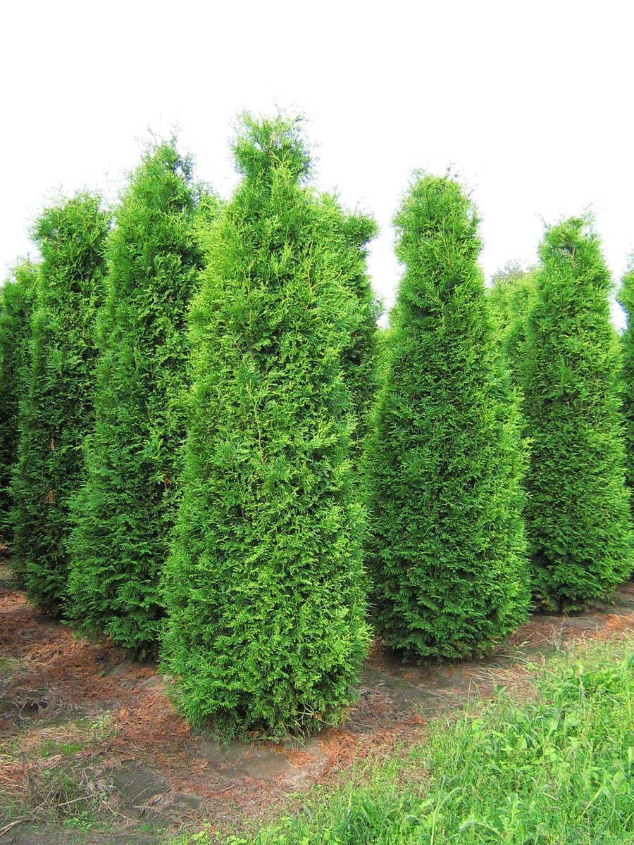 Thuja occidentalis 'Brabant' Solitär