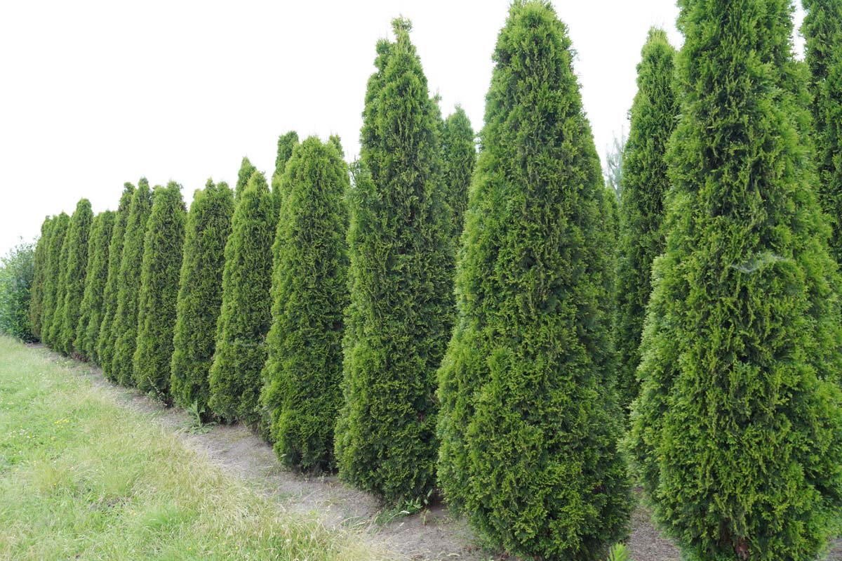 Thuja occidentalis 'Smaragd' solitair solitair