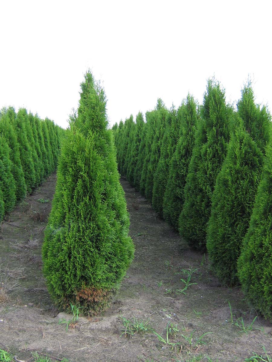 Thuja occidentalis 'Smaragd' solitair solitair
