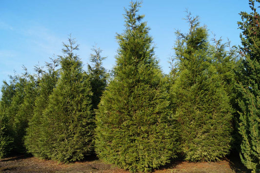 Thuja plicata 'Atrovirens' solitair