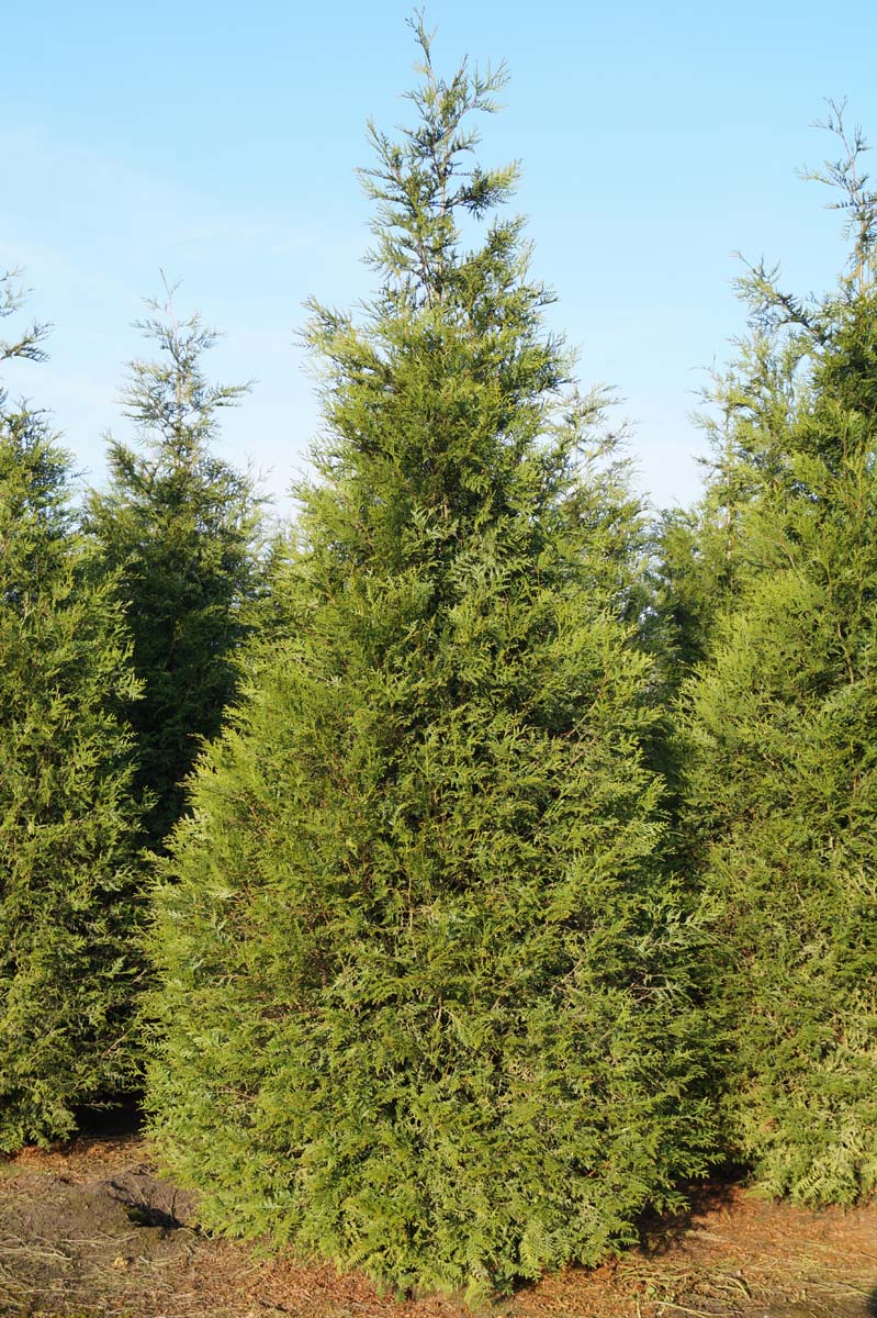 Thuja plicata 'Atrovirens' solitair