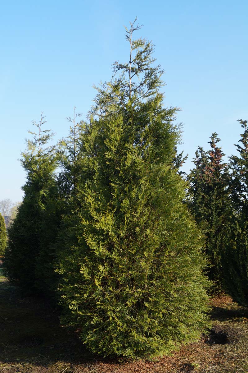 Thuja plicata 'Atrovirens' solitair