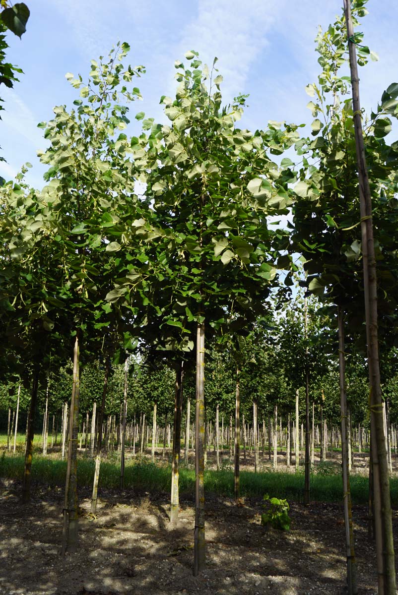 Tilia americana 'Moltkei' op stam op stam