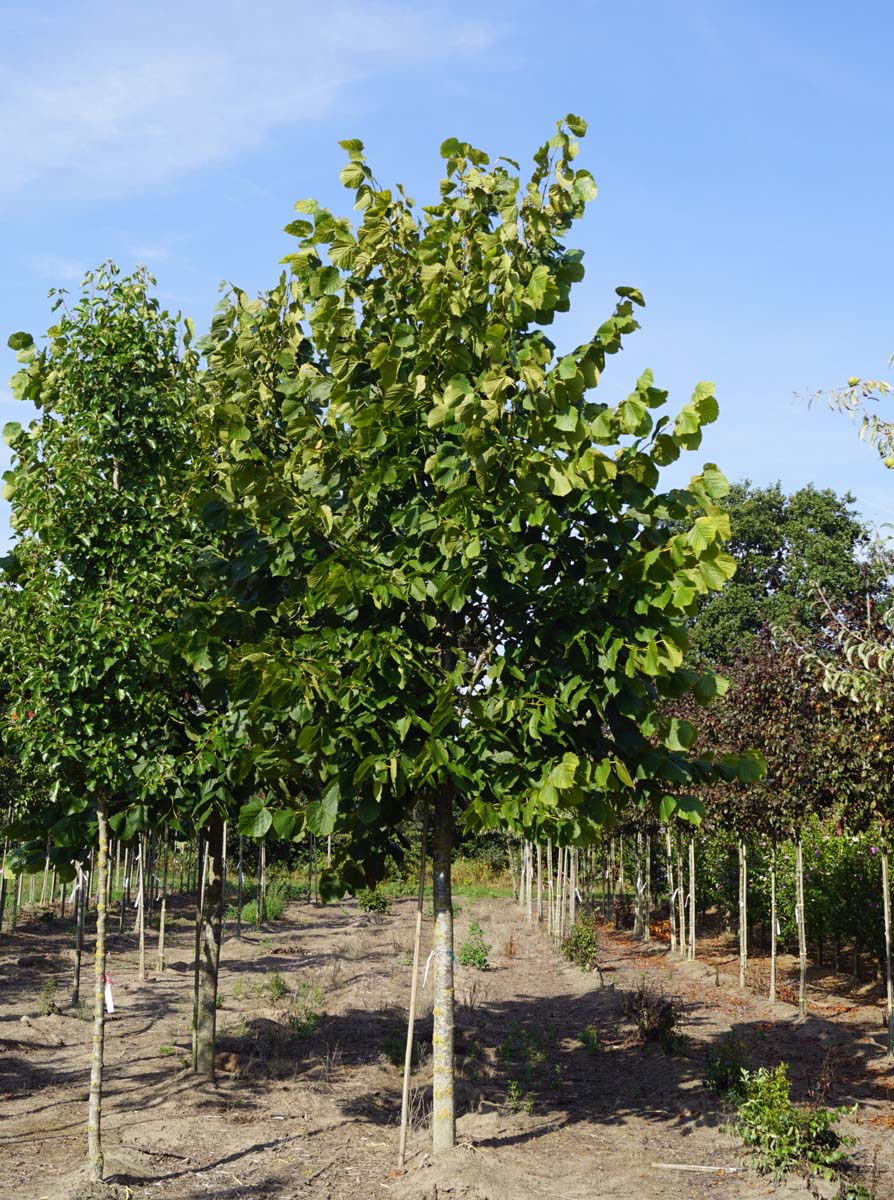 Tilia americana 'Nova' op stam op stam