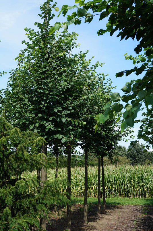 Tilia cordata op stam op stam