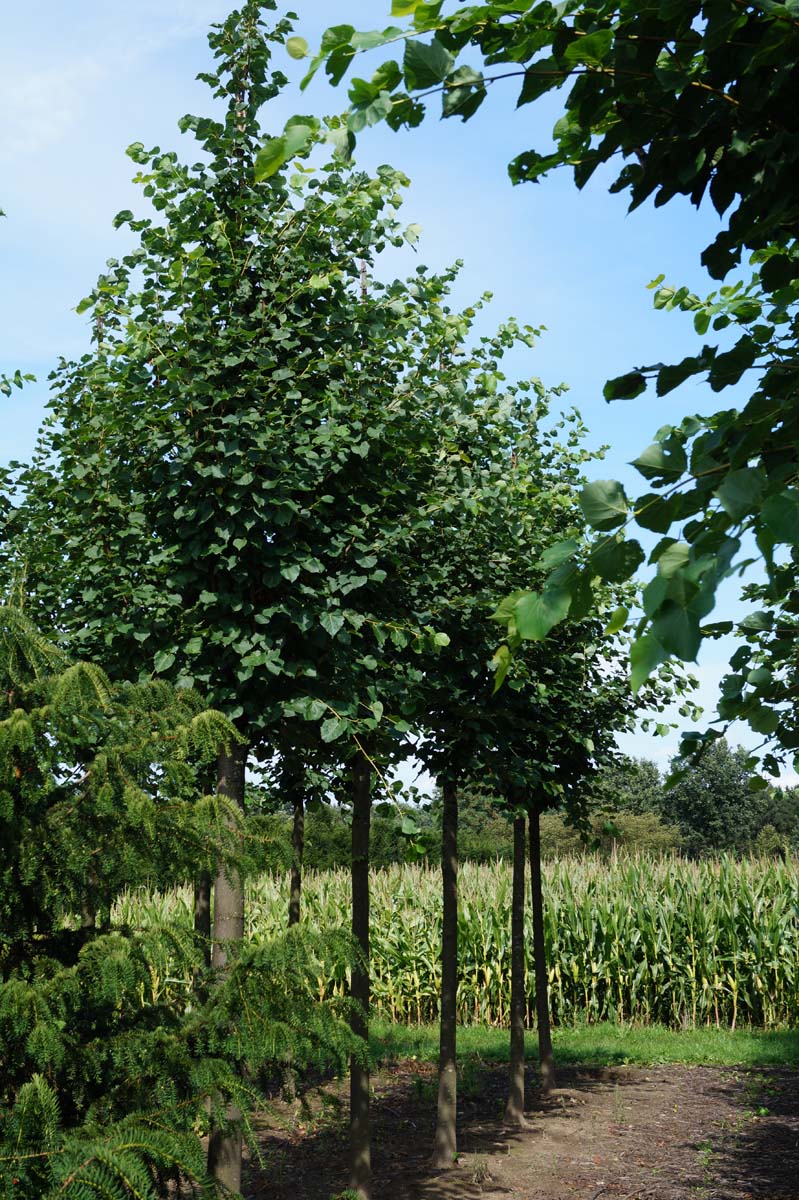 Tilia cordata op stam op stam