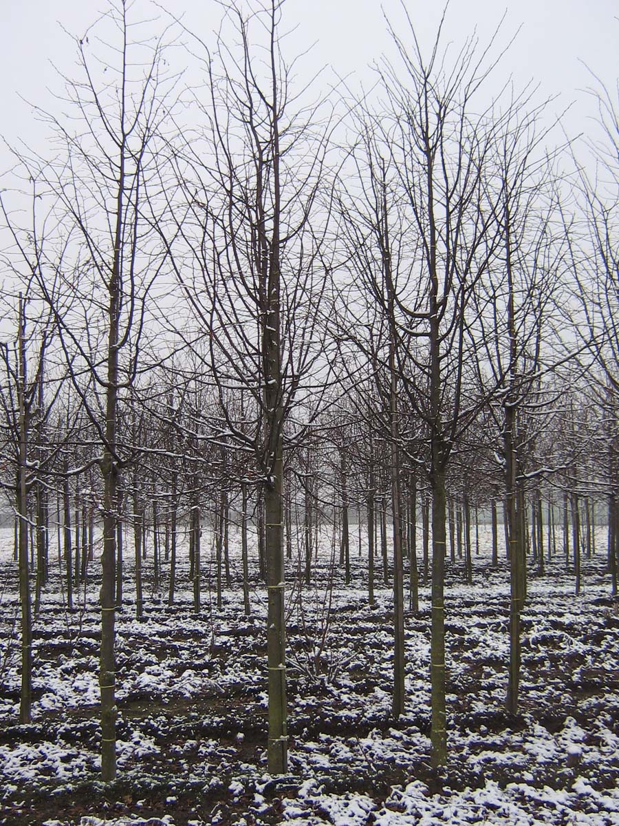 Tilia cordata op stam op stam