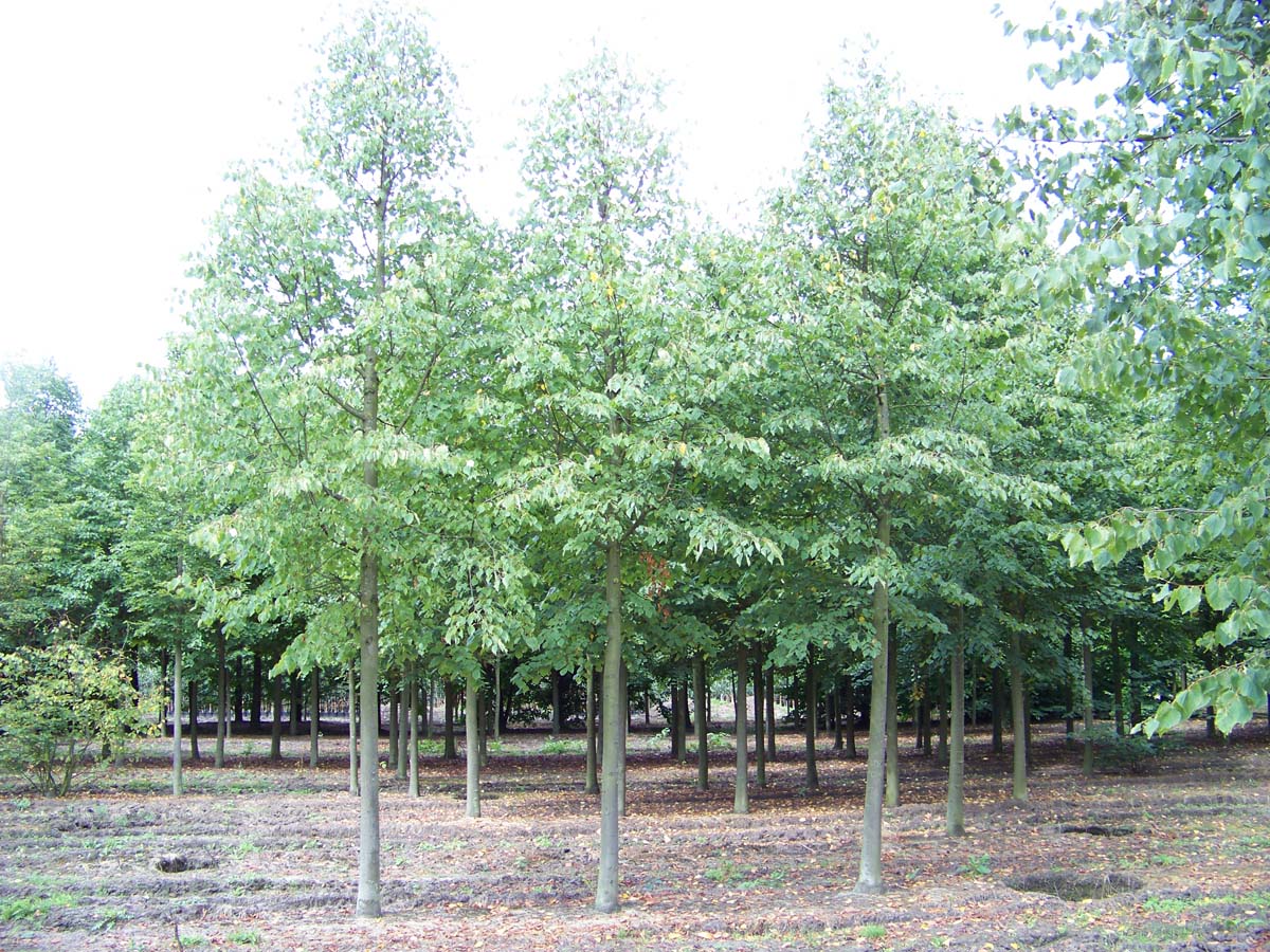 Tilia cordata op stam op stam