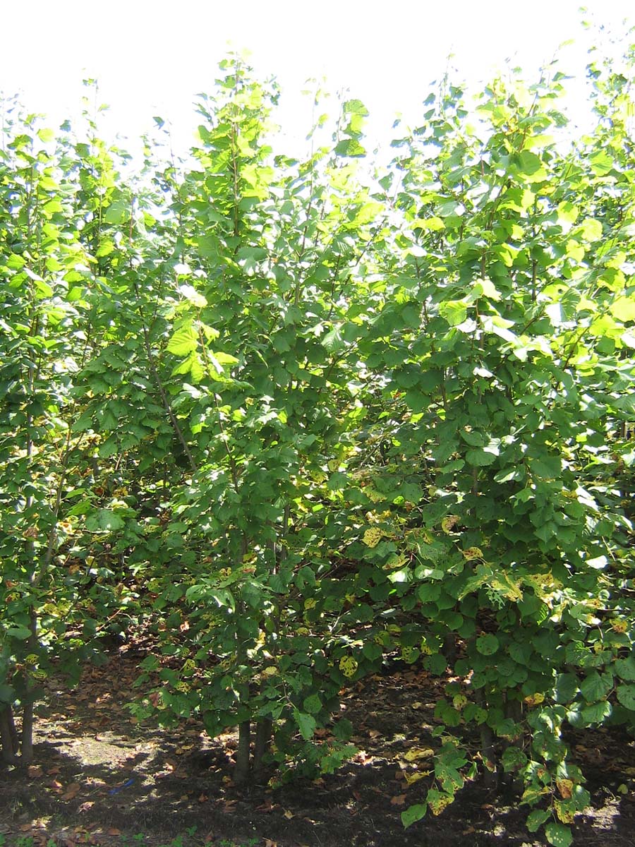 Tilia cordata meerstammig / struik meerstammig