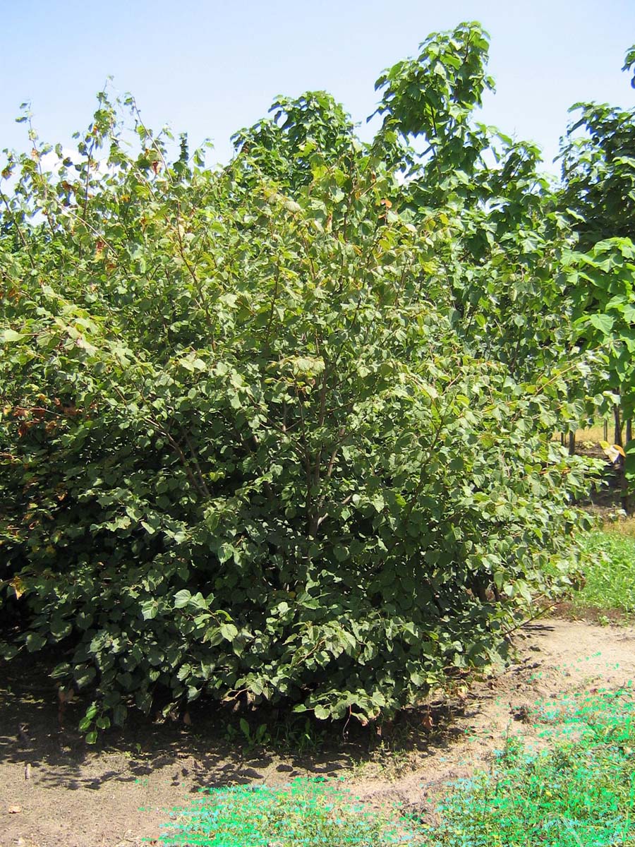 Tilia cordata meerstammig / struik meerstammig