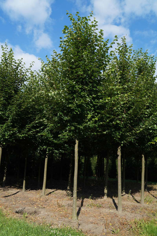 Tilia cordata 'Greenspire' op stam op stam