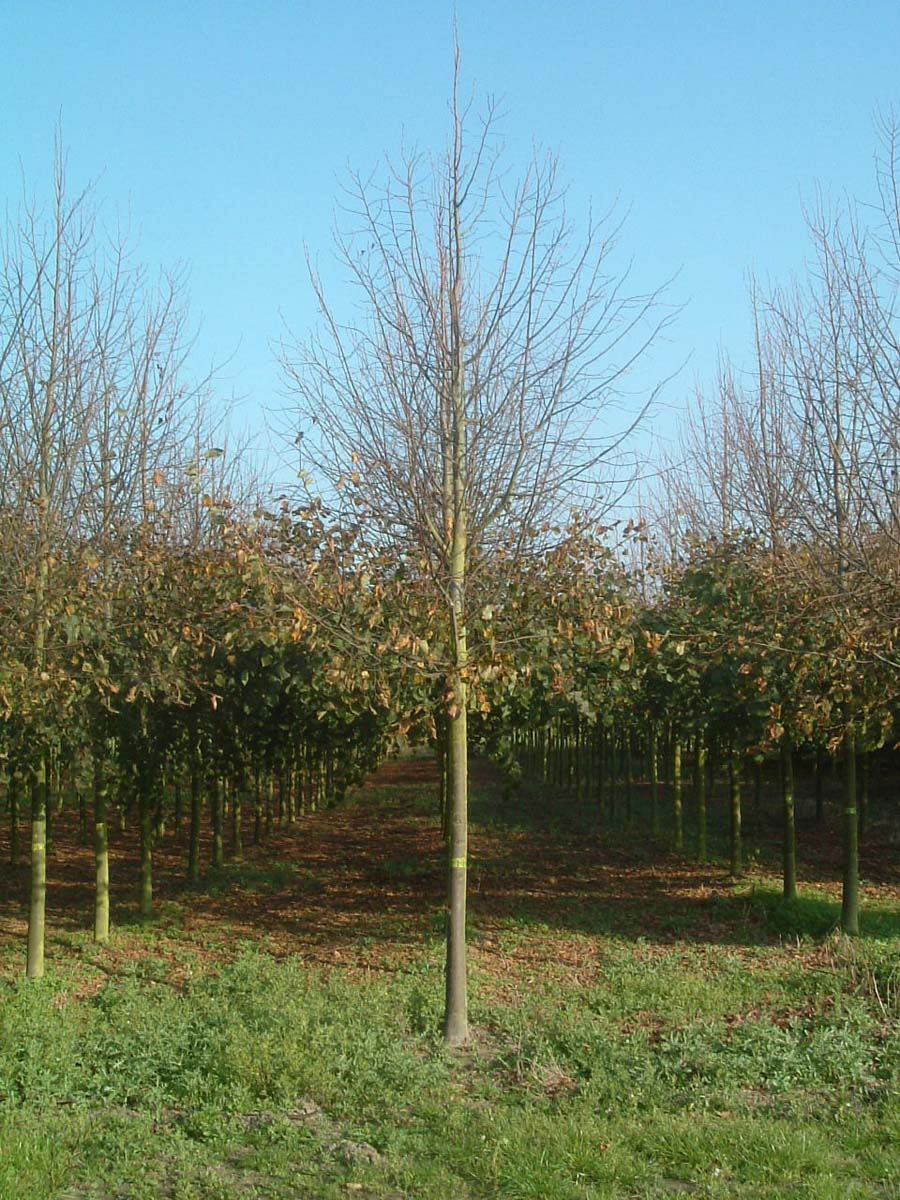 Tilia cordata 'Greenspire' op stam op stam