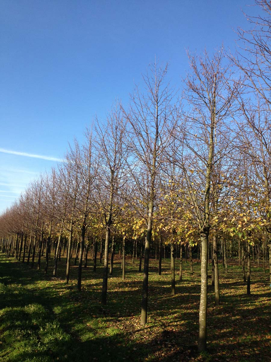 Tilia cordata 'Greenspire' op stam op stam