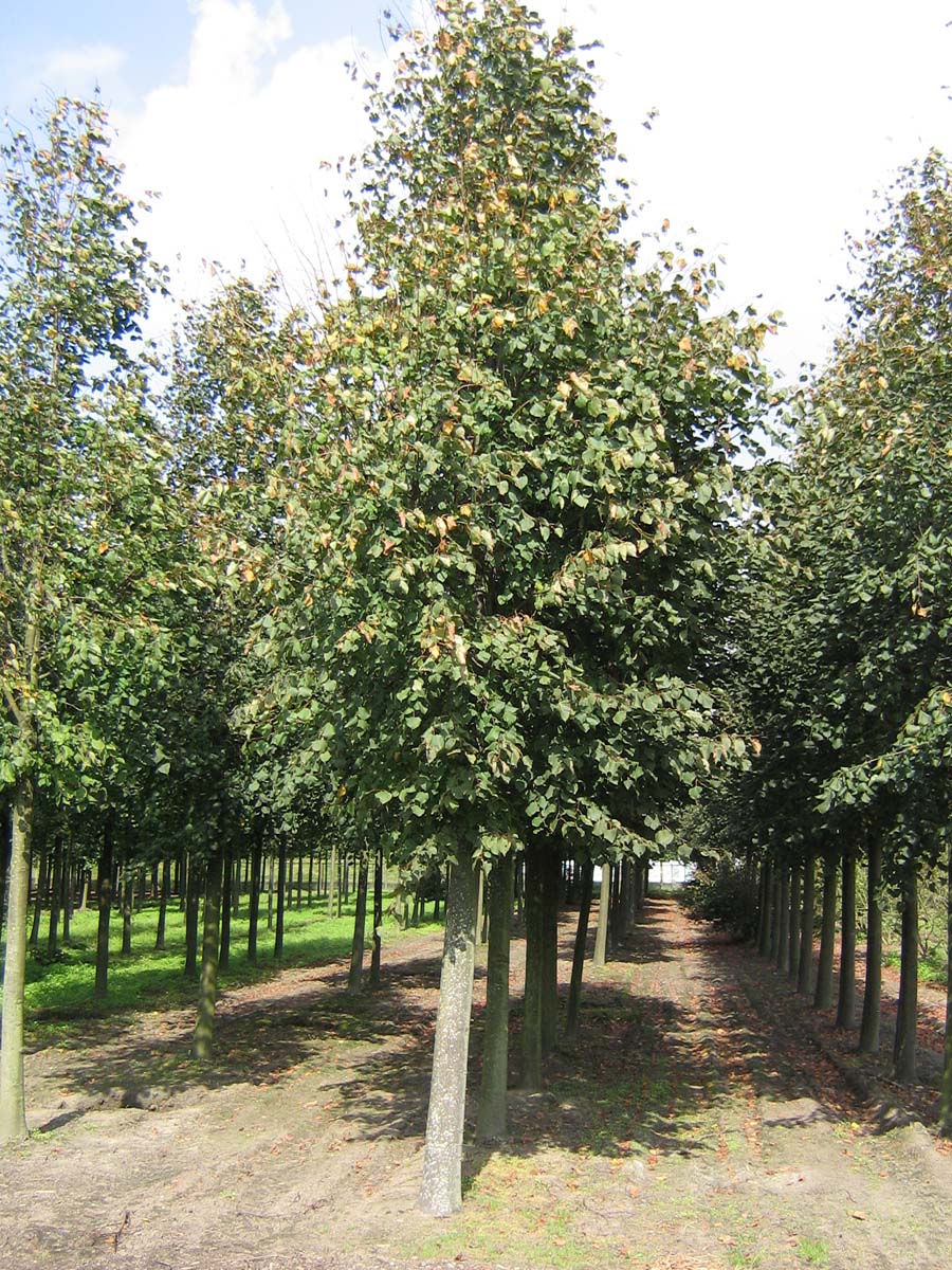Tilia cordata 'Greenspire' op stam op stam