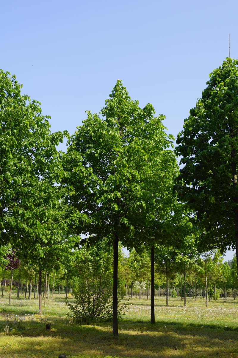 Tilia cordata 'Greenspire' op stam op stam