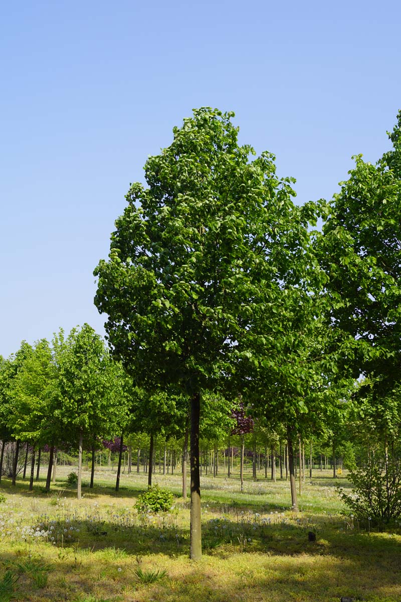 Tilia cordata 'Greenspire' op stam op stam