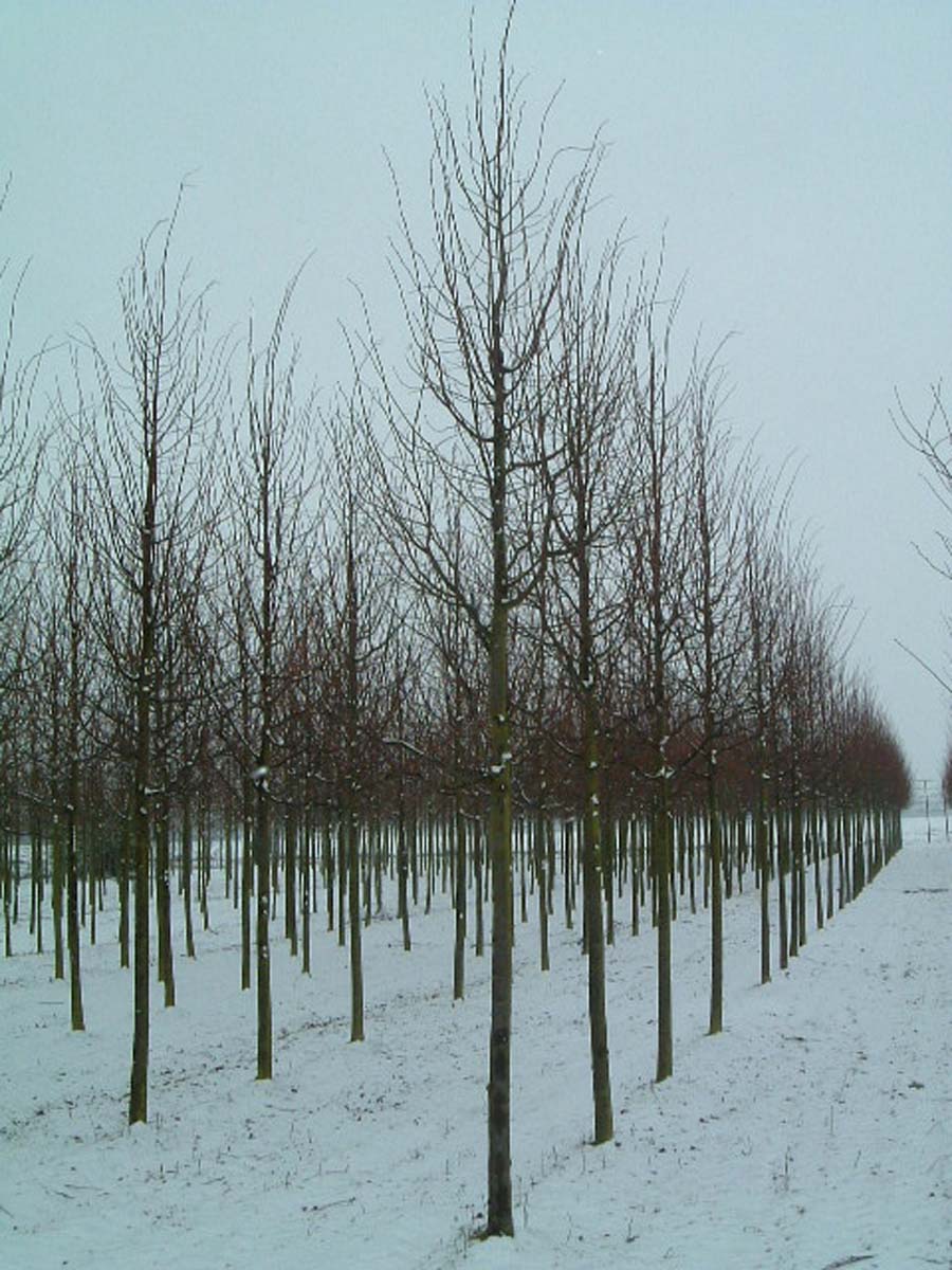 Tilia cordata 'Greenspire' op stam op stam