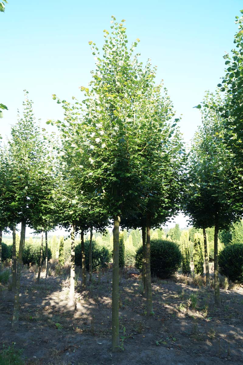 Tilia cordata 'Rancho' op stam op stam