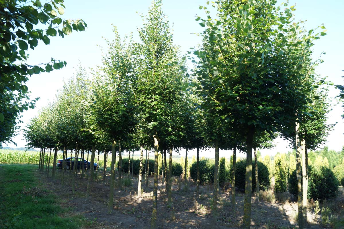 Tilia cordata 'Rancho' op stam op stam