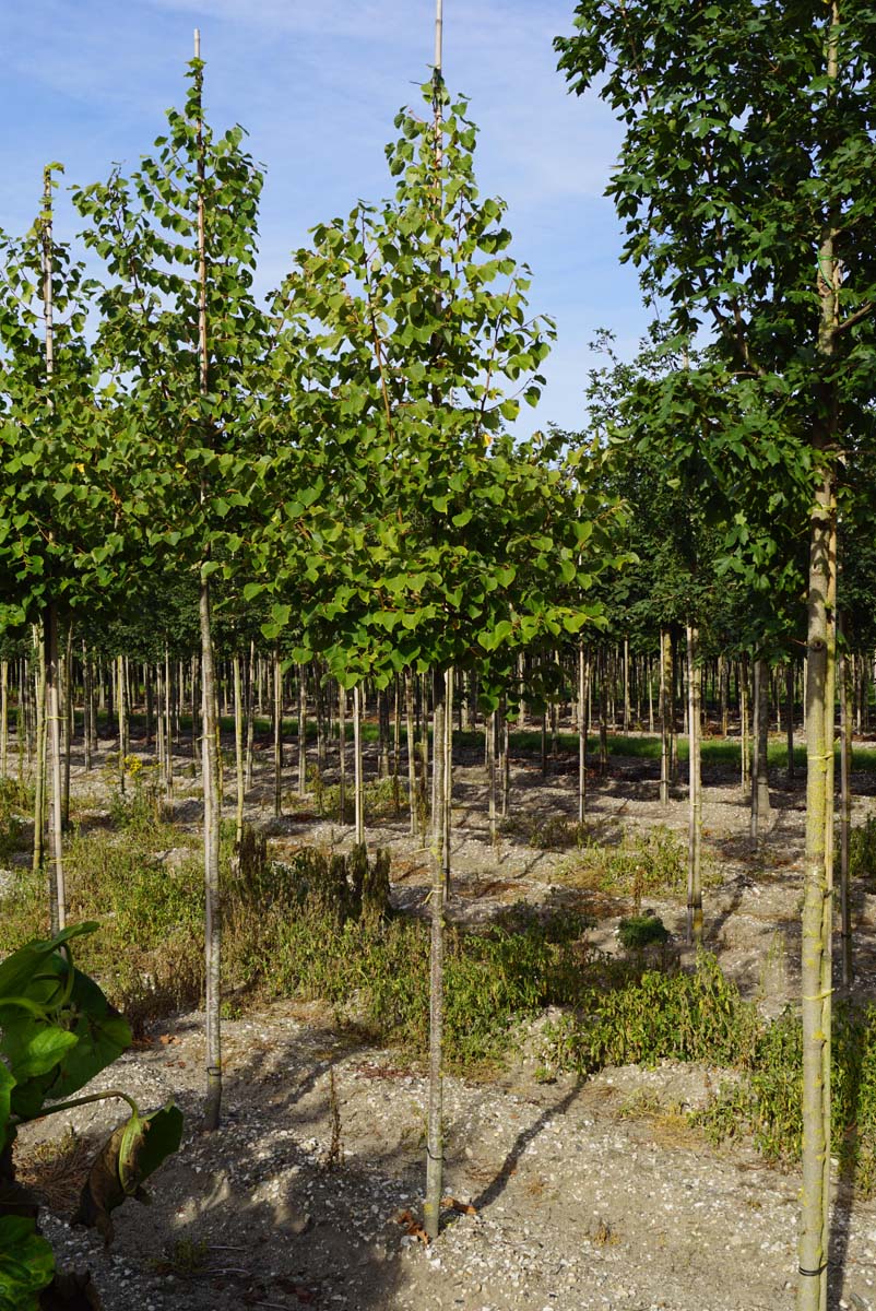 Tilia cordata 'Winter Orange' op stam op stam