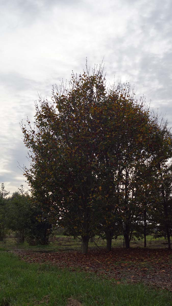 Tilia europaea 'Euchlora' op stam