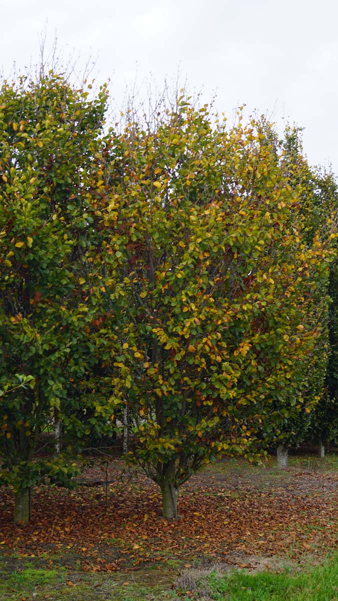Tilia europaea 'Euchlora' op stam