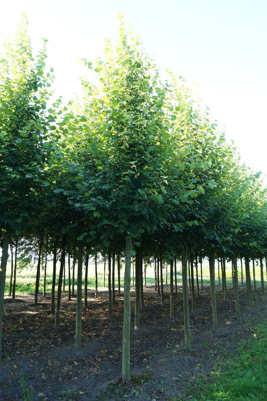 Tilia europaea 'Pallida' op stam op stam