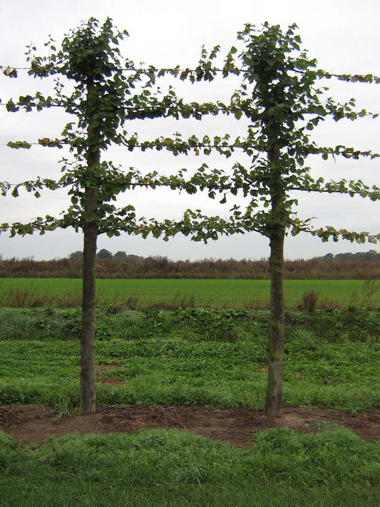 Tilia europaea 'Pallida' leiboom leiboom