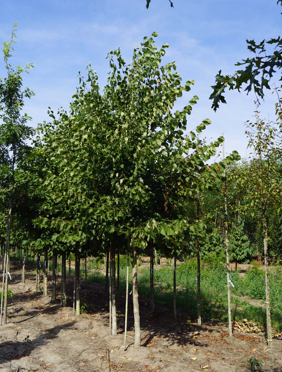 Tilia europaea 'Zwarte Linde' op stam op stam
