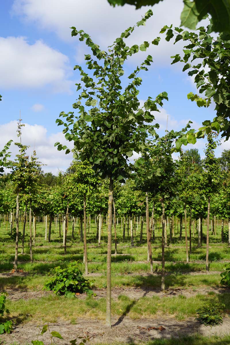 Tilia europaea 'Zwarte Linde' op stam op stam