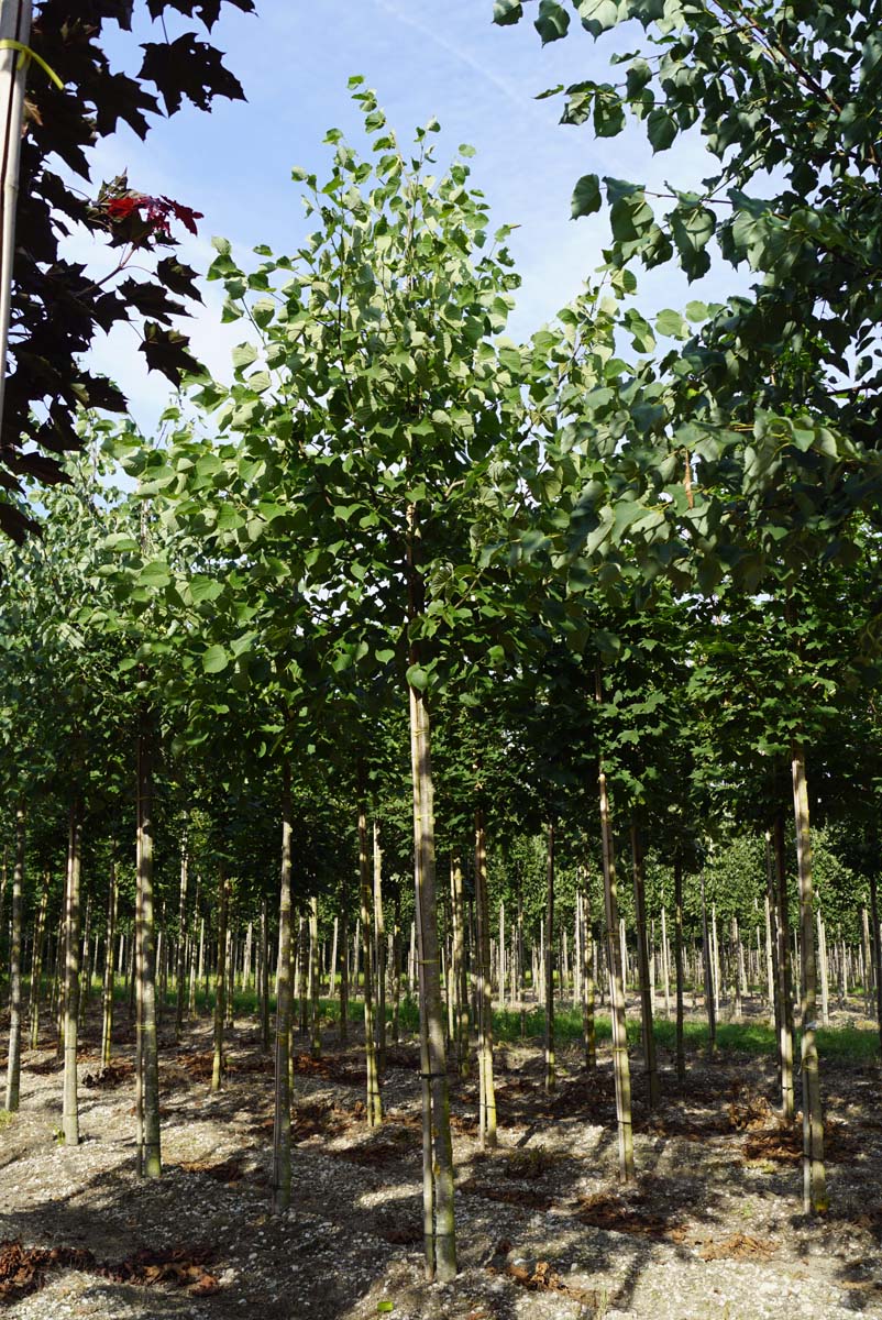 Tilia europaea 'Zwarte Linde' op stam op stam