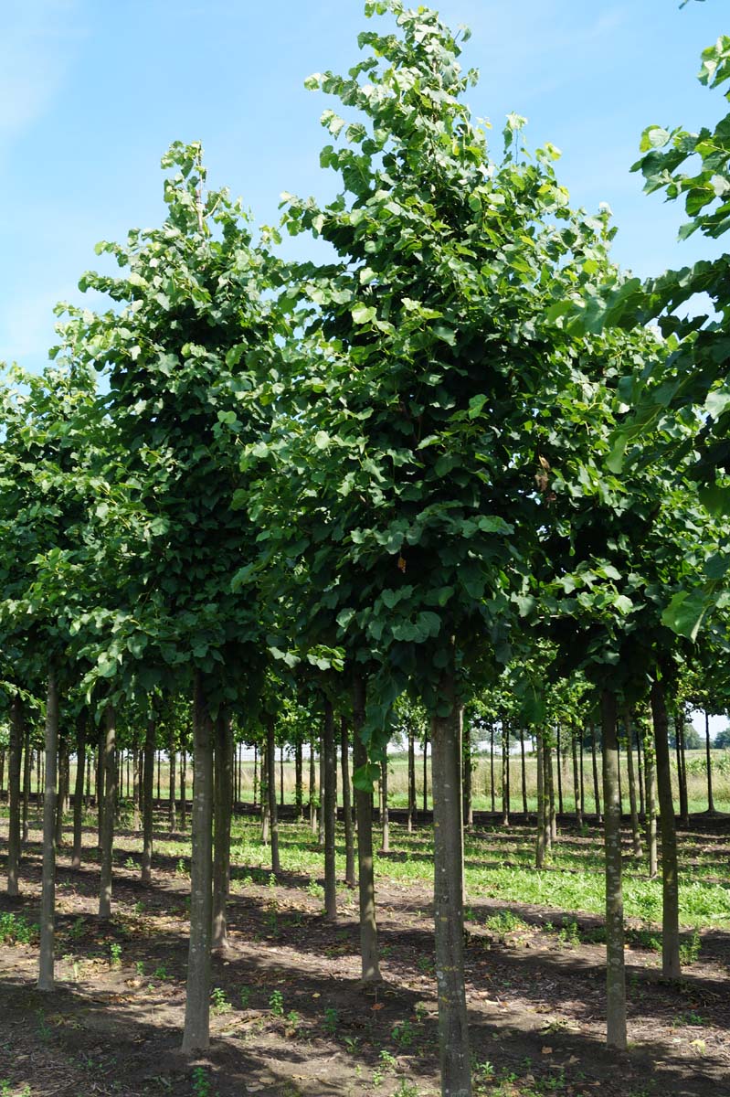 Tilia flavescens 'Glenleven' op stam op stam