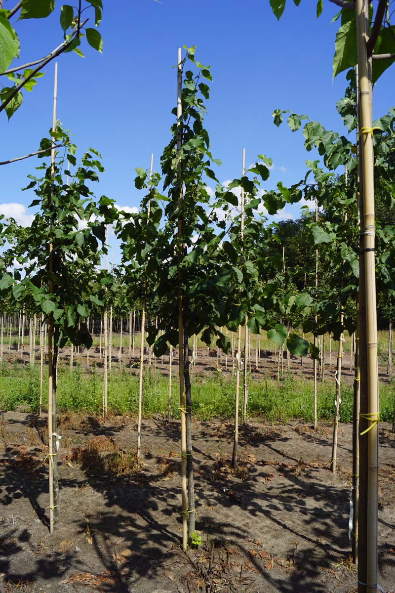 Tilia flavescens 'Glenleven' op stam op stam