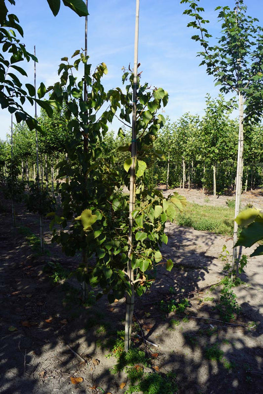 Tilia henryana op stam op stam