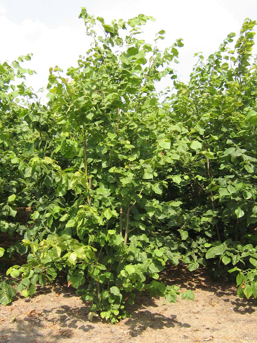 Tilia platyphyllos meerstammig / struik meerstammig