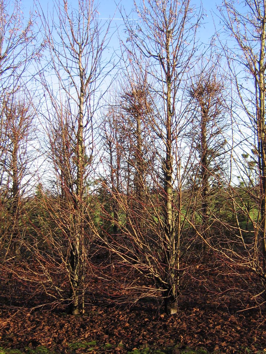 Tilia platyphyllos meerstammig / struik meerstammig