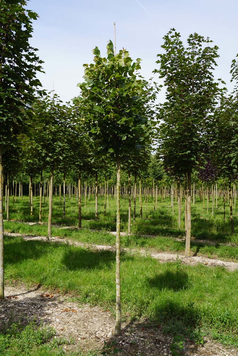 Tilia platyphyllos 'Delft' op stam op stam