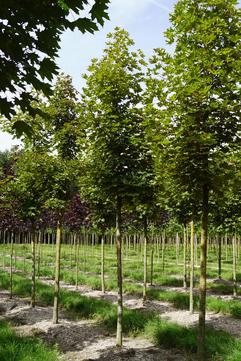 Tilia platyphyllos 'Delft' op stam op stam