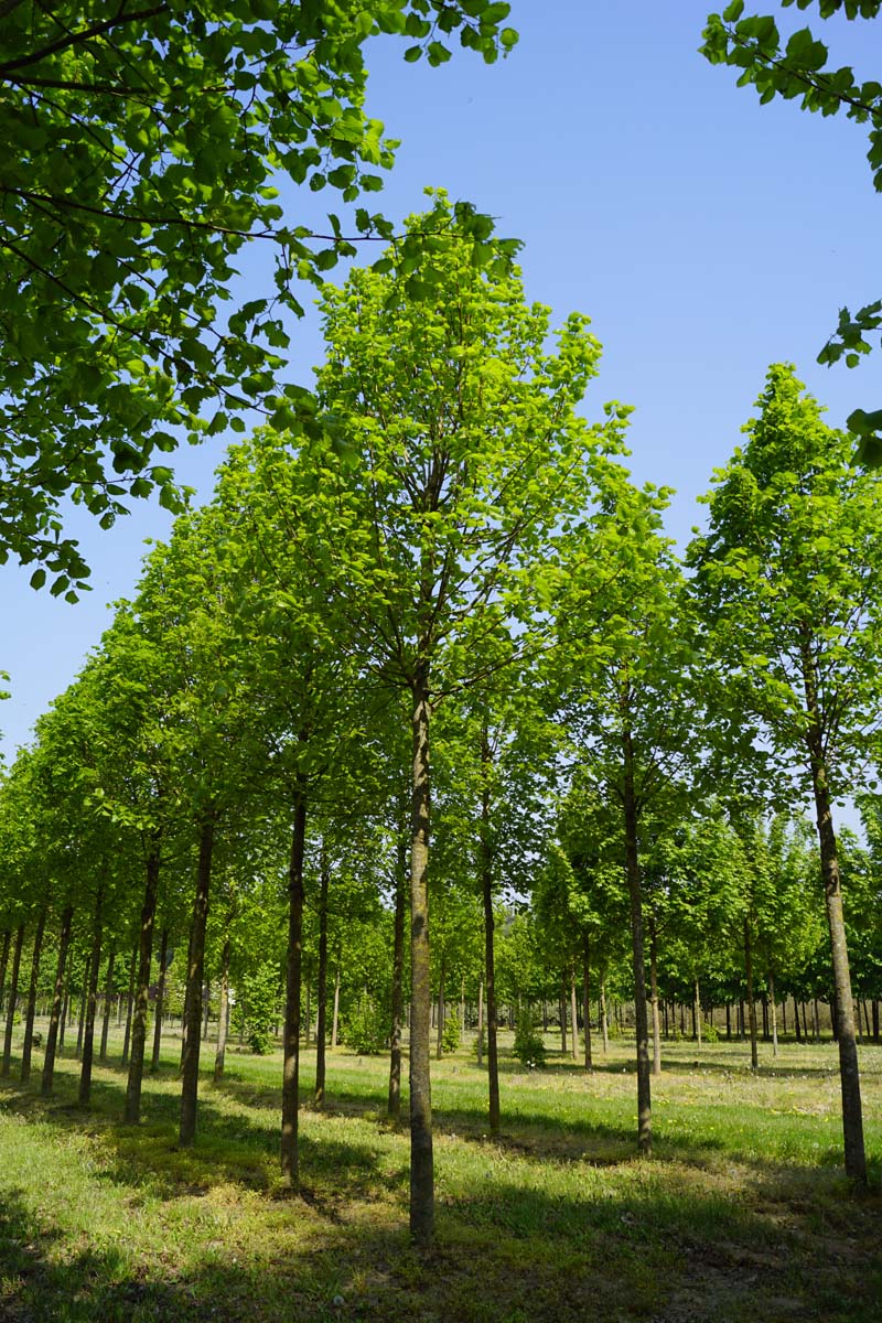 Tilia platyphyllos 'Örebro' op stam op stam