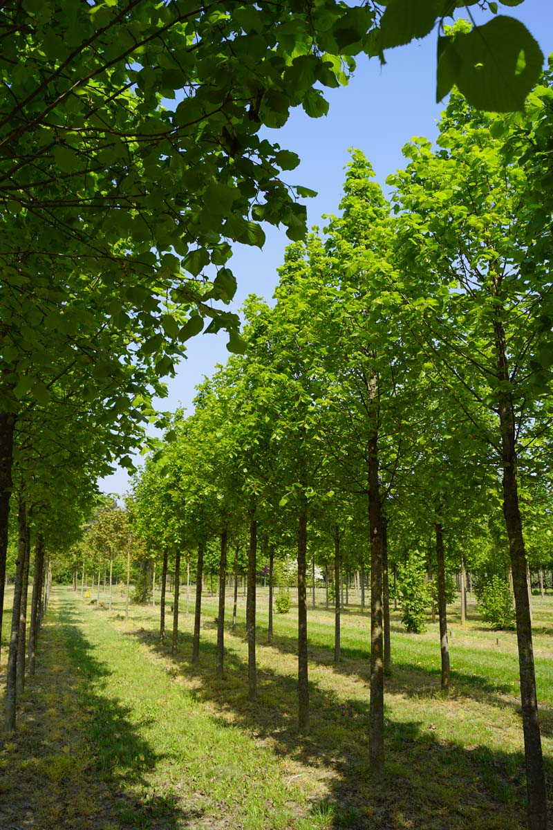 Tilia platyphyllos 'Örebro' op stam op stam