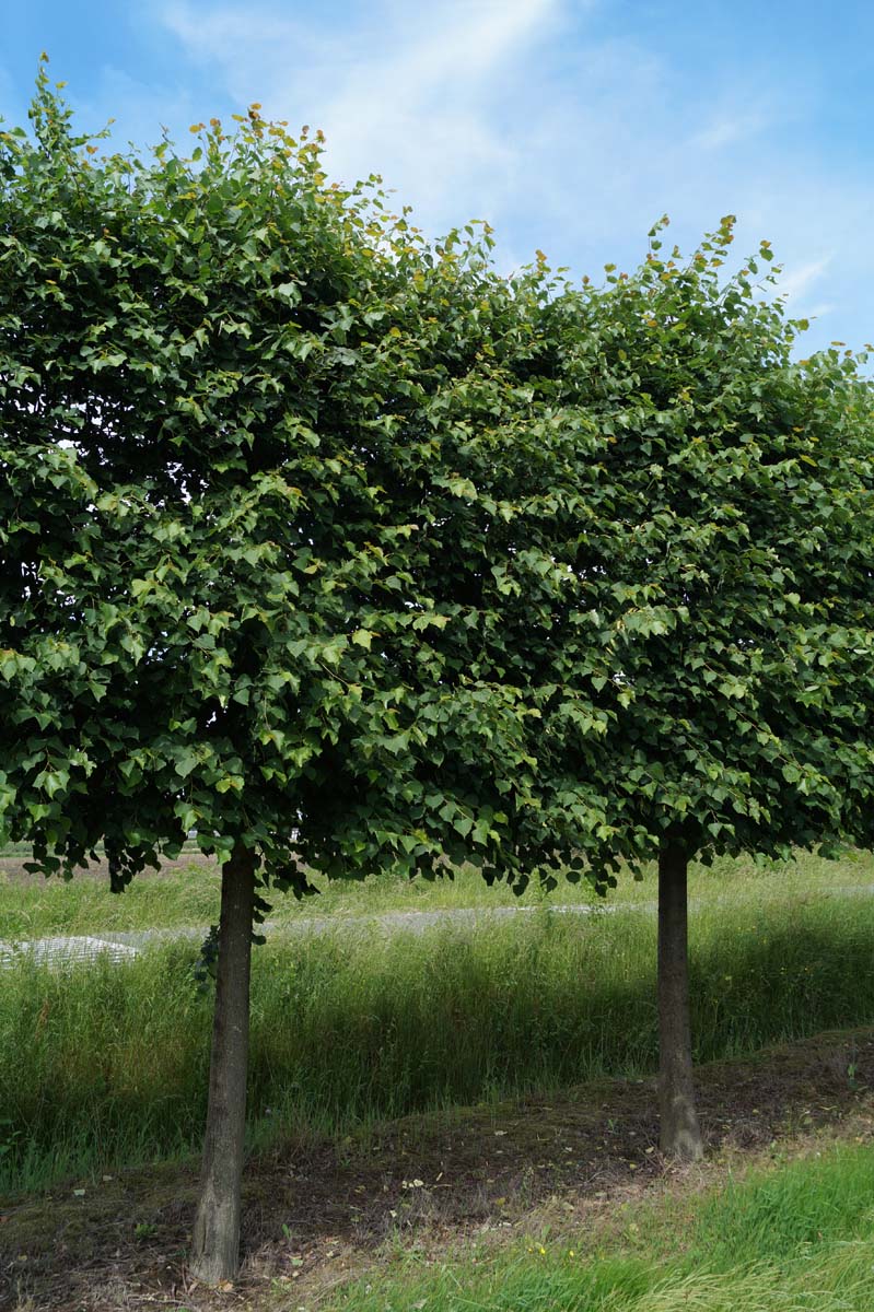 Tilia platyphyllos 'Örebro' op stam op stam