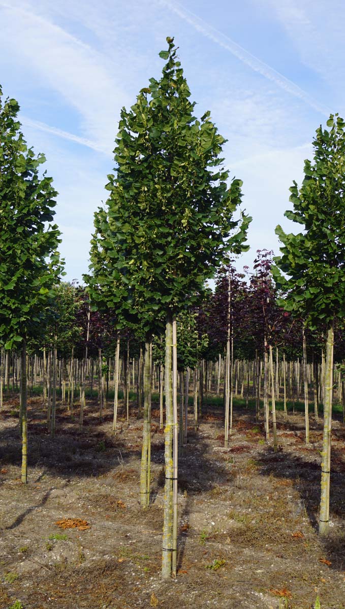 Tilia platyphyllos 'Rubra' op stam op stam