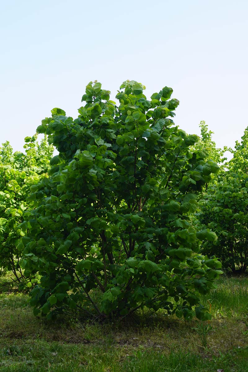 Tilia platyphyllos 'Rubra' meerstammig / struik meerstammig