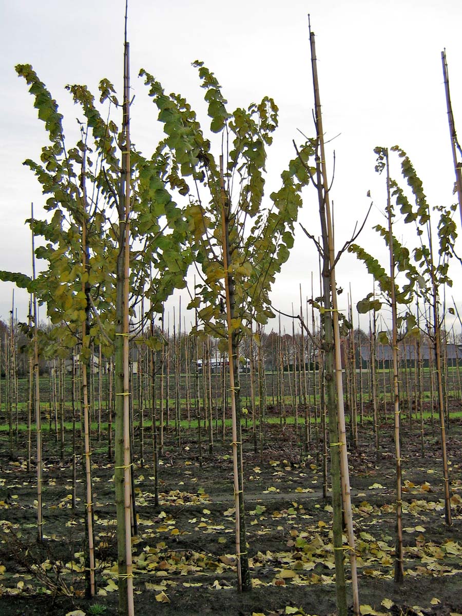 Tilia tomentosa 'Brabant' op stam op stam
