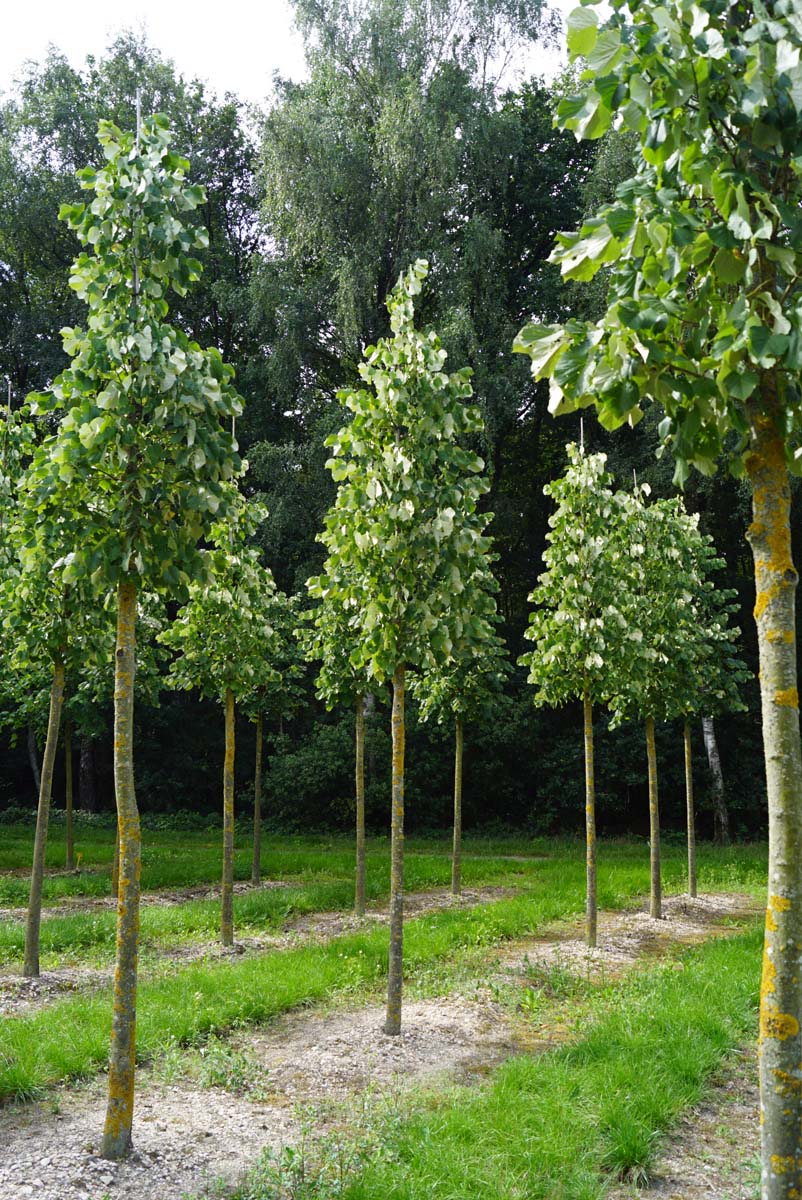 Tilia tomentosa 'Doornik' op stam op stam