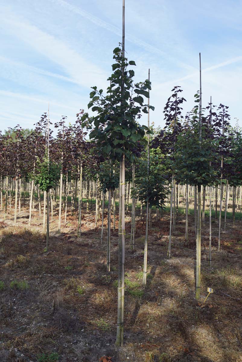 Tilia tomentosa 'Varsaviensis' op stam op stam