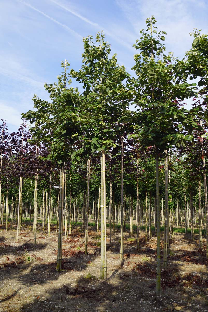 Tilia tomentosa 'Varsaviensis' op stam op stam