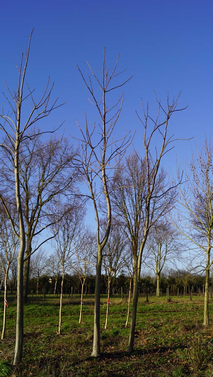 Toona sinensis op stam op stam